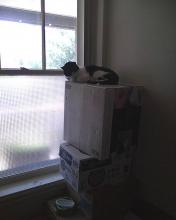 cat on box tower