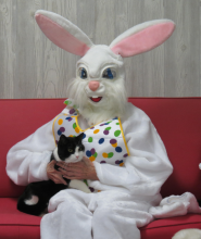 black and white cat with the Easter Bunny