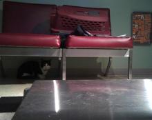 cat hiding under couch in vet office