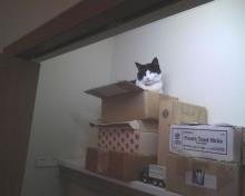 cat in a box on a shelf