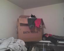cat sleeping in box of clothes