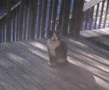 grey tuxedo outside feral cat