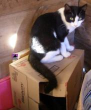 cat on top of box