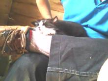 tuxedo cat on lap