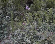 cat hiding in weeds