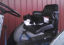 Smudge cat on tractor
