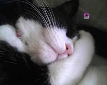 tuxedo cat sleeping