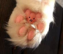 teddy bear toes!