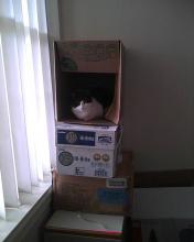 cat in not on box