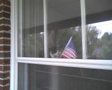 cat looking out window with flag reflection