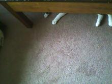 cat hiding under table 