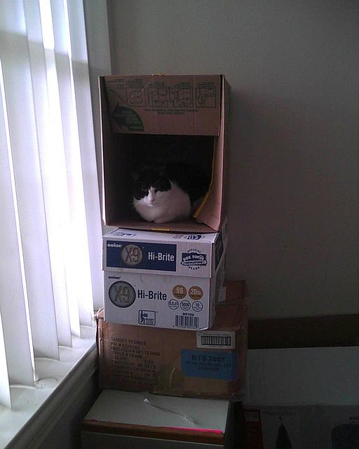 cat sitting in a box rather than on top of the tower