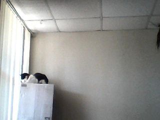 cat sitting on box tower