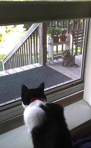 watching the neighbor cat