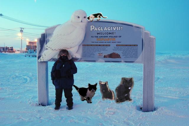 four cats at the Barrow welcome sign